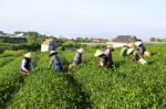 Dalat, Vietnam, July 30, 2016: A Group Of Farmers Picking Tea On A Summer Afternoon In Cau Dat Tea Plantation, Da Lat, Vietnam Stock Photo