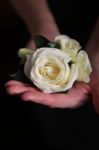 Corsage In Hand Stock Photo