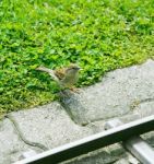 Friendly Song Thrush Feeding Stock Photo