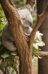 Koala In A Eucalyptus Tree Stock Photo