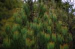 Cradle Mountain In Tasmania On A Cloudy Day Stock Photo