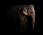 Female Asia Elephant In The Dark Stock Photo