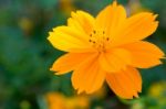 Cosmos Beautiful Yellow Flowers. Bloom Flourish Bloom Colors Contrast With The Green Of The Leaves And Trees Stock Photo