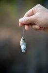 Nile Tilapia Fish Hanging On Hook Stock Photo