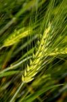 Barley Stock Photo