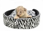 Baby Lion Lying On  Mattress Stock Photo