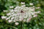 Wild Carrot (daucus Carota) In Sardinia Stock Photo