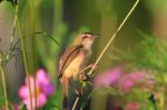 Birds In Nature Stock Photo