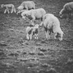 Sheep On The Farm During The Day Stock Photo