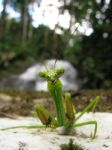 Praying Mantis Stock Photo