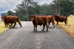 Country Cows Stock Photo