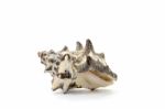 Sea Shell On White Background Stock Photo