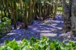 Blue Jacaranda (jacaranda Mimosifolia) Petals On The Ground In M Stock Photo