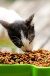 Cat Eating Grain Food Stock Photo