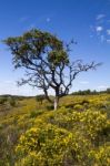 Algarve Countryside Hills With Yellow Bushes In Spring Stock Photo