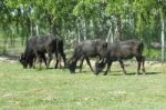 Sacrificial Cows Grass In The Farm For Muslims Festival Of Sacrifices Stock Photo