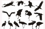 Stork Silhouettes Stock Photo