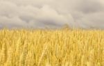 Cereal Fields Stock Photo