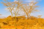 Trees In Ethiopia Stock Photo