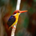 Black-backed Kingfisher Stock Photo