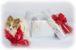 Pomeranian Puppy Ready For Christmas Stock Photo