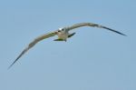 Common Gull In Flight Stock Photo