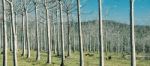 Trees In The Country Field  Stock Photo