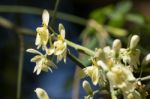 White Flower Of Horse Radish Tree Stock Photo