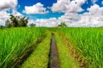 Rice Fields In Bali Island, Indonesia Stock Photo