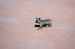 Dog Wandering In Monument Valley Stock Photo