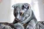 Lop-eared Gray Cat Lying On The Sofa Stock Photo