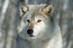 Lone Gray Wolf Stock Photo