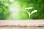 Growing Plants On Wooden Table Stock Photo