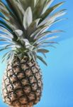 Pineapple On Blue Background Stock Photo