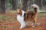 Puppy Collie On The Beach Pet Friendly Stock Photo