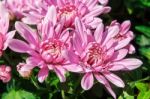 Pink Chrysanthemum Closeup Stock Photo