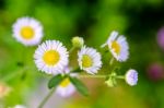 Closeup Daisy Flower Stock Photo