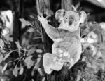 Koala In A Eucalyptus Tree. Black And White Stock Photo