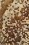 Honeycomb Stock Photo