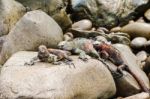 Lava Lizard On Galapagos Islands Stock Photo