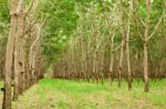 Para Rubber Tree In Thailand Stock Photo