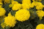 Yellow Marigold Stock Photo