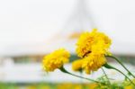 Marigold In The Park Stock Photo