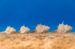 Minimalist Background Representing The Summer With Snails Clams Goggles And Sand On Celestial Stock Photo