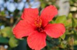 Macro Photo Of A Red Hibiscus Flower Stock Photo