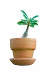 Orchid Plant In Pot Stock Photo