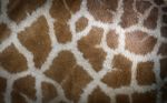 Giraffe Skin Stock Photo