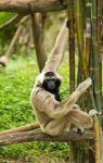 The Gibbon Stock Photo