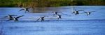 Canada Geese About To Land On Water Stock Photo