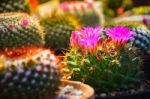 Selective Focus Of Light Purple Flower Of Cactus In Garden With Warm Light Tone And Copy Space Stock Photo